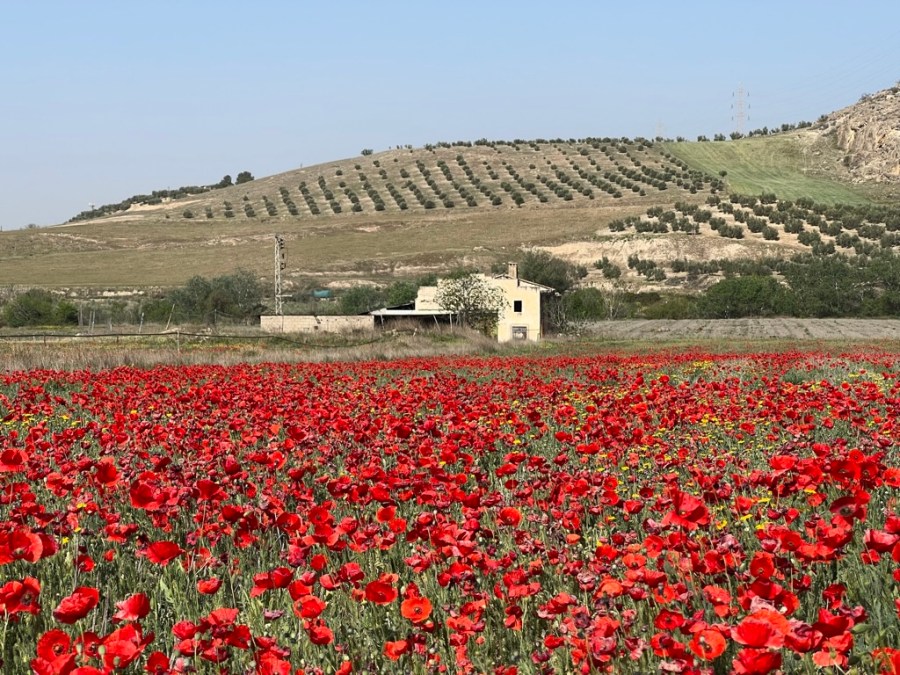 Mohnblumen in Andalusien